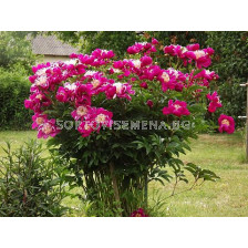 Божур / Paeonia Wladyslava / 1 бр
