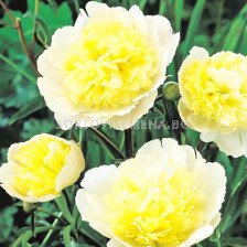 Божур - Paeonia Prima Vera - 1 бр