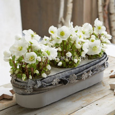 Кукуряк /Helleborus White Beauty/ 1 оп-1 бр		