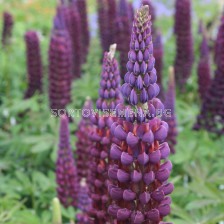Лупина / Lupinus Purple / 1 бр