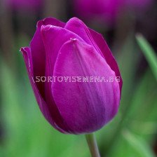 Лале /Tulip Blue Beauty/ 11/12