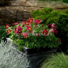 Котенца / Pulsatilla Red /1 бр