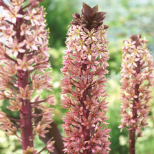 Еукомис /Eucomis Sparkling Rosy 18/20/ - 1 бр