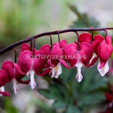 Дамско сърце /Dicentra Valentine/ 1 коренище