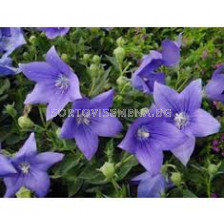 Платикодон /  Platycodon Mariesii / 			