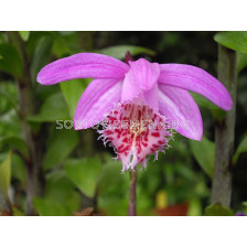 Земна орхидея / Pleione bulbocodioides / 1 бр