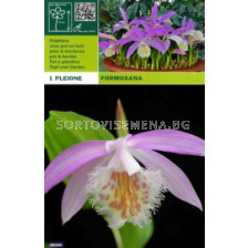 Плейоне - Pleione formosana