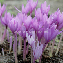 Колхикум /есенен минзухар / Colchicum The Giant 1 бр