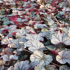 Хойхера / Heuchera Silver Scrolls / 1 бр 				 