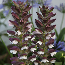 Меча стъпка / Acanthus Mollis / 1 бр