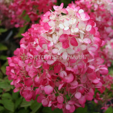 Хортензия двуцветна бяло/розово / Hydrangea Diamant Rouge / 1 бр фиданка			