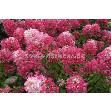 Хортензия розова с бяла сърцевина / hydrangea paniculata diamant rouge / 1 бр коренище