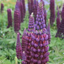 Лупина / Lupinus Purple / 1 бр