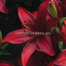 Лилиум  / Lilium asiatic 'Cavoli' / 1 бр