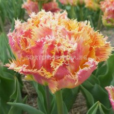 Лале Fringed Esprit