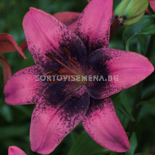 Лилиум  / Lilium asiatic 'Purple Dream' / 1 бр