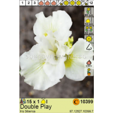 Ирис сиберика Double Play/ Iris Siberica - 1 брой