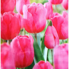 Колекция розови лалета