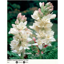 Тубероза/ Polianthus tuberosa The Pearl - 1 оп.- 3 бр.