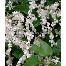 Полигонум (POLYGONUM)