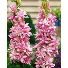 Тубероза Pink Sapphire 1бр