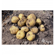 СЕМЕ КАРТОФИ KARELIA / SEED POTATOES KARELIA - КАТЕГОРИЯ A