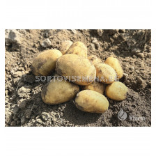 СЕМЕ КАРТОФИ EMANUELLE/ POTATOES SEEDS EMANUELLE - КАТЕГОРИЯ  A -  2KG