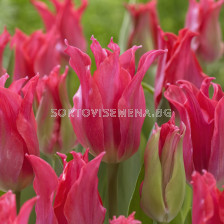 Лале /Tulip Pretty Love/ Lilyflowering 11/12