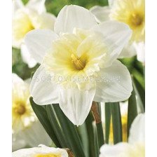 Нарцис ( Narcissus) Large-cupped Ice Follies