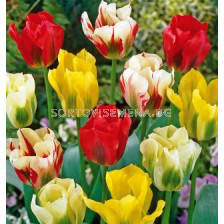Лале (Tulip) Viridiflora Mix 11/12 