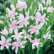 Гладиол мини  /Gladiolus  'Nymph' /1 бр