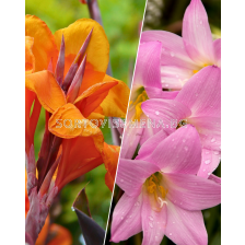 ПРОМОЦИЯ: 5 броя канна (микс) + 20 броя хабрантус (микс)