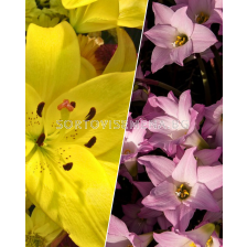 ПРОМОЦИЯ: 20 бр. лилиуми (микс) + 20 бр. зефирантес (микс)