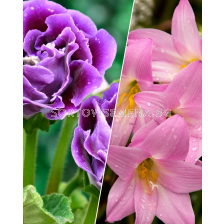 ПРОМОЦИЯ: Глоксиния 20 бр. (микс) + 20 бр. Хабрантус (микс)