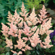 Астилбе - Astilbe Peach Blossom - 1 бр