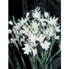 Шизостилис бял /Schizostylis coccinea alba/ 1 бр