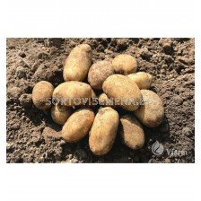 СЕМЕ КАРТОФИ PRADA / POTATOES SEEDS PRADA - КАТЕГОРИЯ A