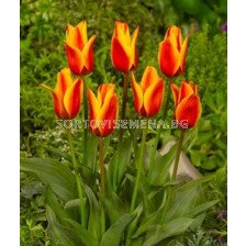 Лале (Tulip) Greigii Cape Cod