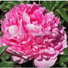 Божур/ LACTIFLORA PAEONIA Princess Margaret - 1 бр.