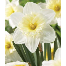 Нарцис ( Narcissus) Large-cupped Ice Follies