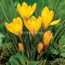 Минзухар жълт /Crocus large-flowered yellow/