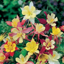 Аквилегия - Aquilegia Mckana Hybrids - 1 корен 				