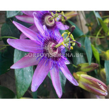 Пасифлора лилава 