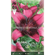 Лилиум азиатски / Flora Elite 'Packs' Lilium asiatic Purple Dream/ 1 оп - 2 бр
