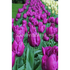 Лале Purple Prince 1 бр