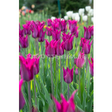 Лале lily-flowered Purple Heart - 1 бр.