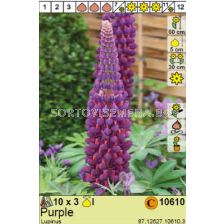 Лупина Purple/  Lupinus - 1 опаковка - 3 броя