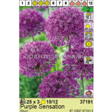  Декоративен лук /Allium Purple Sensation - пакет: 1 оп - 3 бр
