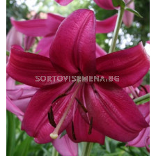 Лилиум (азиатски)/ ASIATIC LILIUM Purple Marble 16/18 - 1 бр.