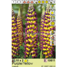 Лупина  Purple/Yellow/ Lupinus - 1 опаковка- 2 броя